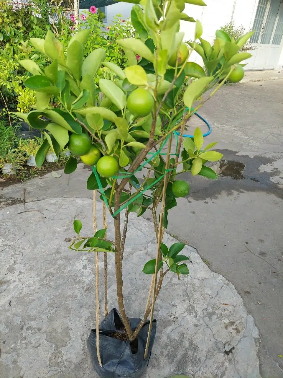 CÂY CHANH KHÔNG HẠT GIỐNG