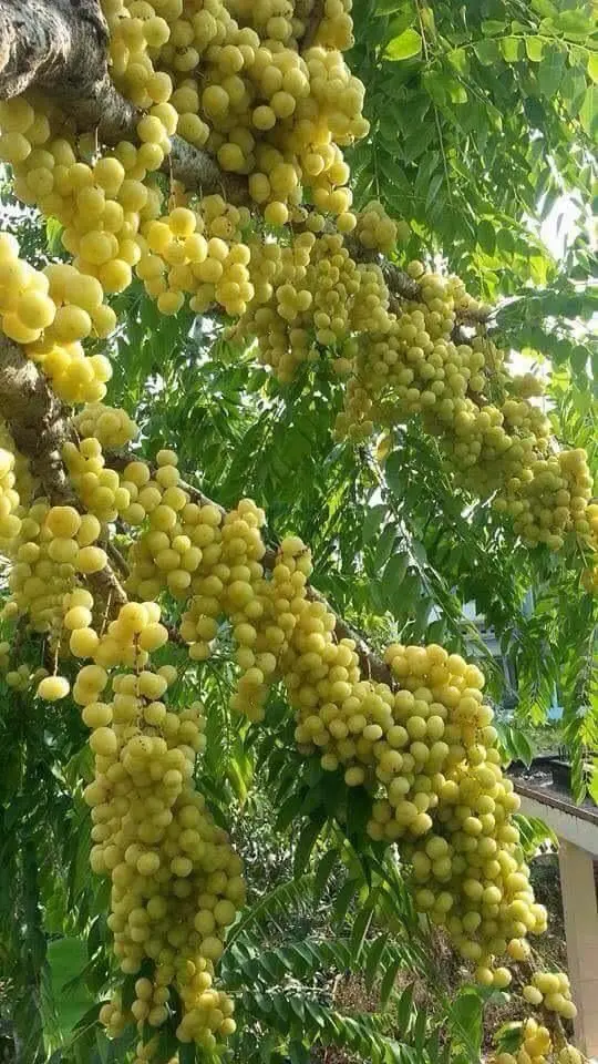 CÂY CHÙM RUỘT