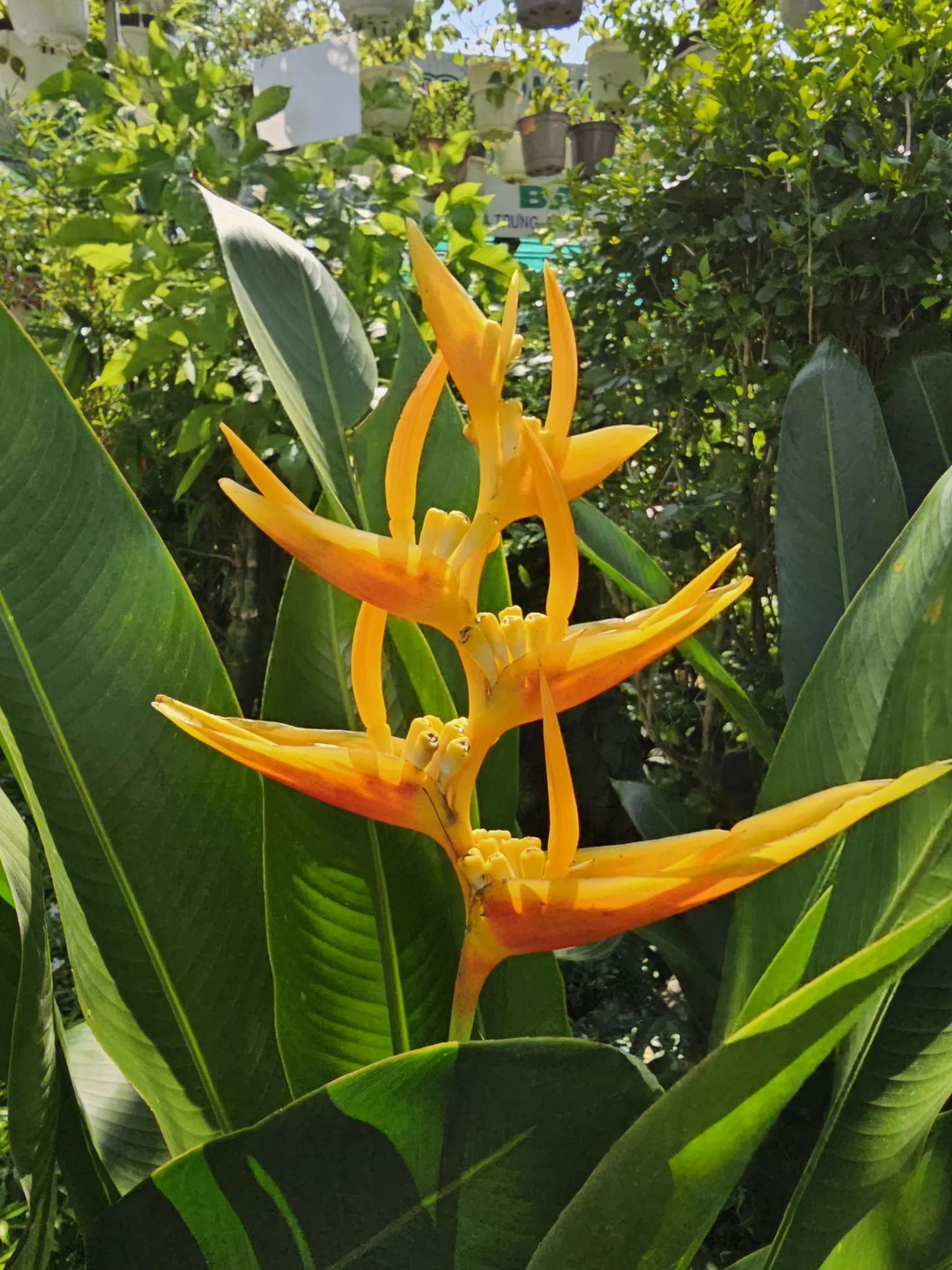 CÂY CHUỐI MỎ KÉT