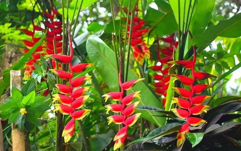 CÂY CHUỐI PHÁO
