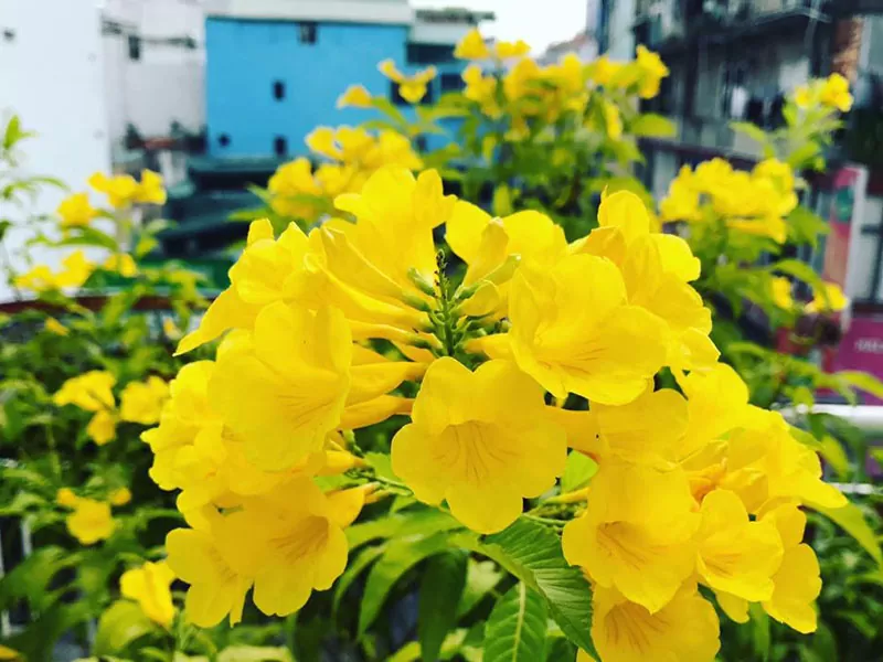 CÂY CHUÔNG VÀNG