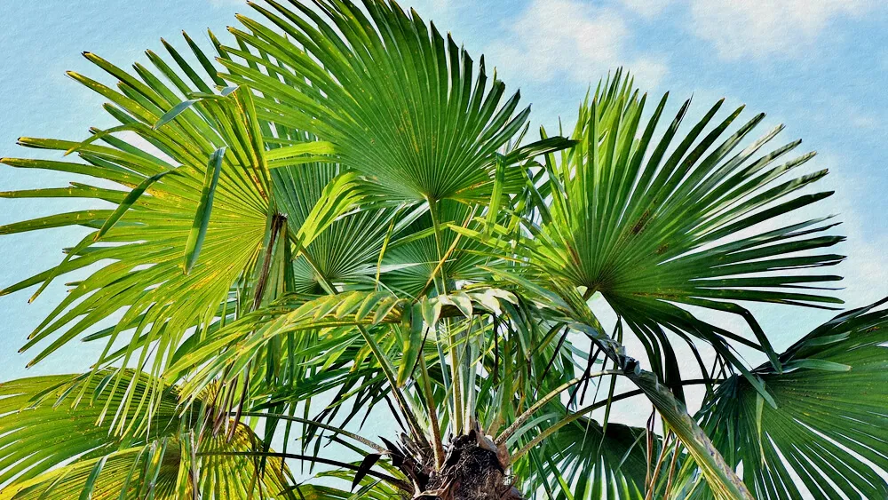 CÂY CỌ ĐÀI LOAN