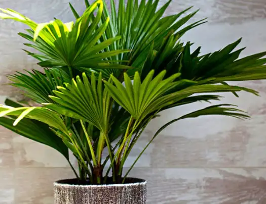 CÂY CỌ NHẬT