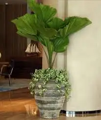 CÂY CỌ PHÁP