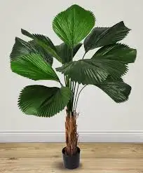 CÂY CỌ PHÁP
