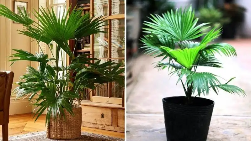 CÂY CỌ TA