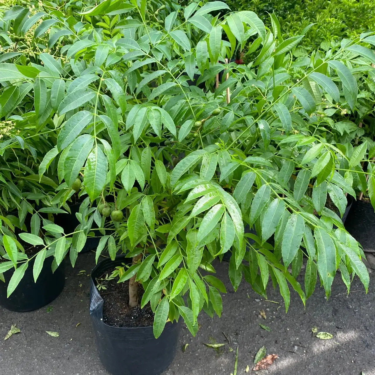 CÂY CÓC THÁI GIỐNG 1