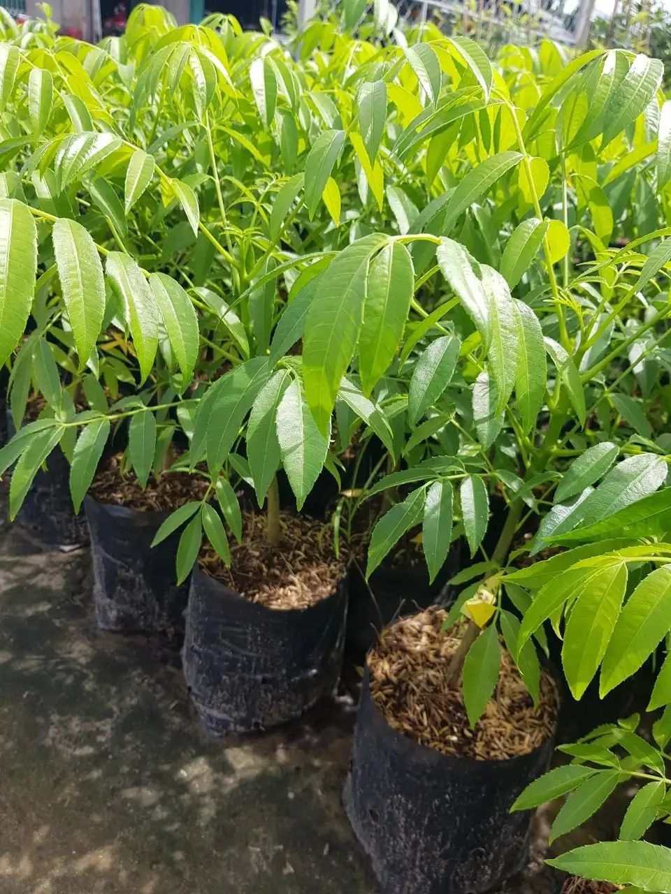 CÂY CÓC THÁI GIỐNG
