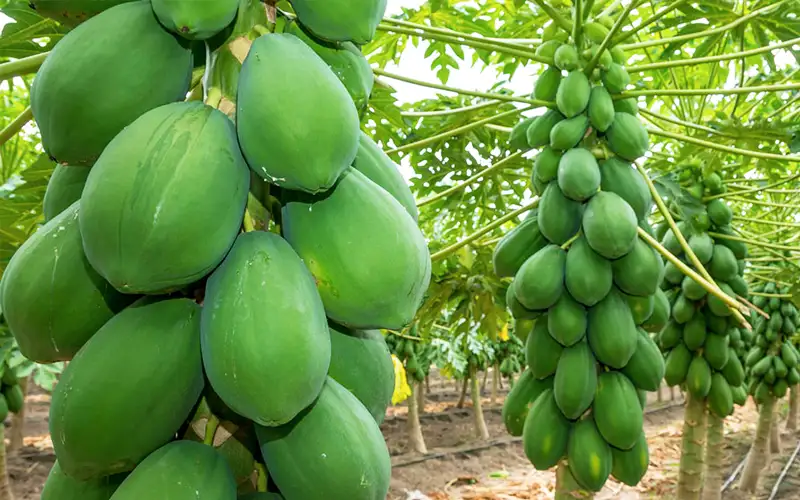 CÂY ĐU ĐỦ RUỘT VÀNG
