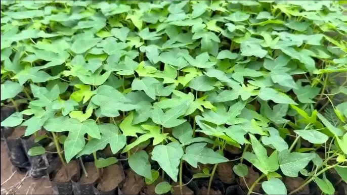 CÂY ĐU ĐỦ RUỘT VÀNG GIỐNG