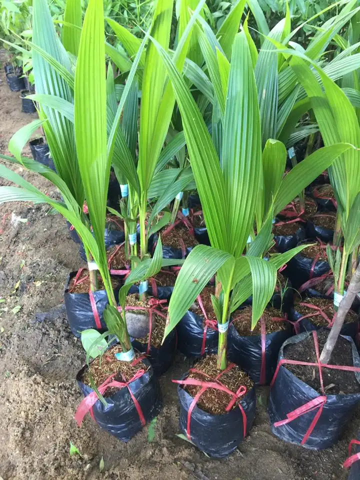 CÂY DỪA LÙN GIỐNG