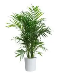 CÂY DỪA ĐÀI LOAN