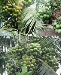 CÂY DỪA LÙN