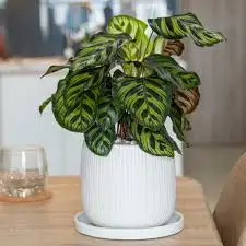 CÂY ĐUÔI CÔNG