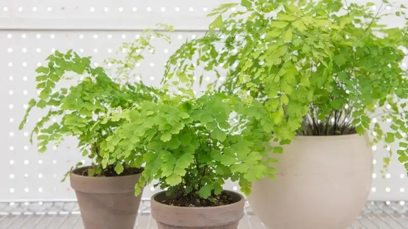 CÂY DƯƠNG SỈ TIÊN NỬ