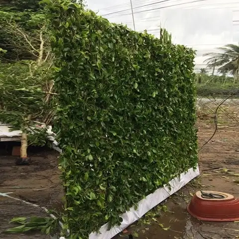 CÂY GỪA LÀM TƯỜNG RÀO