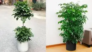 CÂY HẠNH PHÚC 2