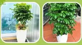 CÂY HẠNH PHÚC