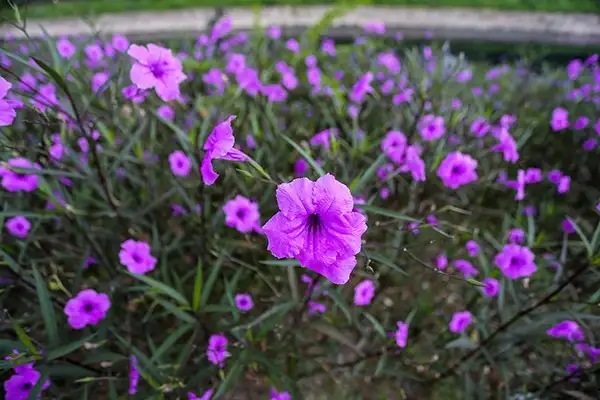 CÂY HOA CHIỀU TÍM