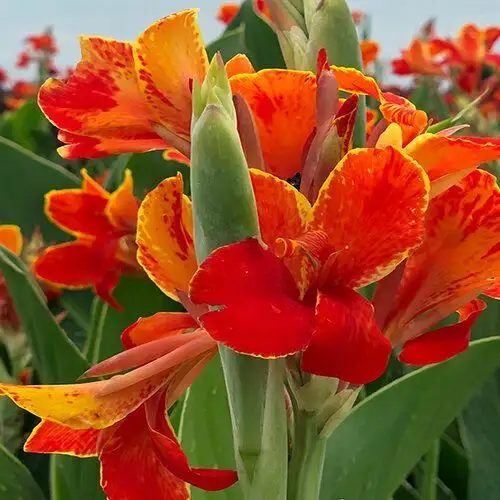 CÂY HOA CHUỐI LAI
