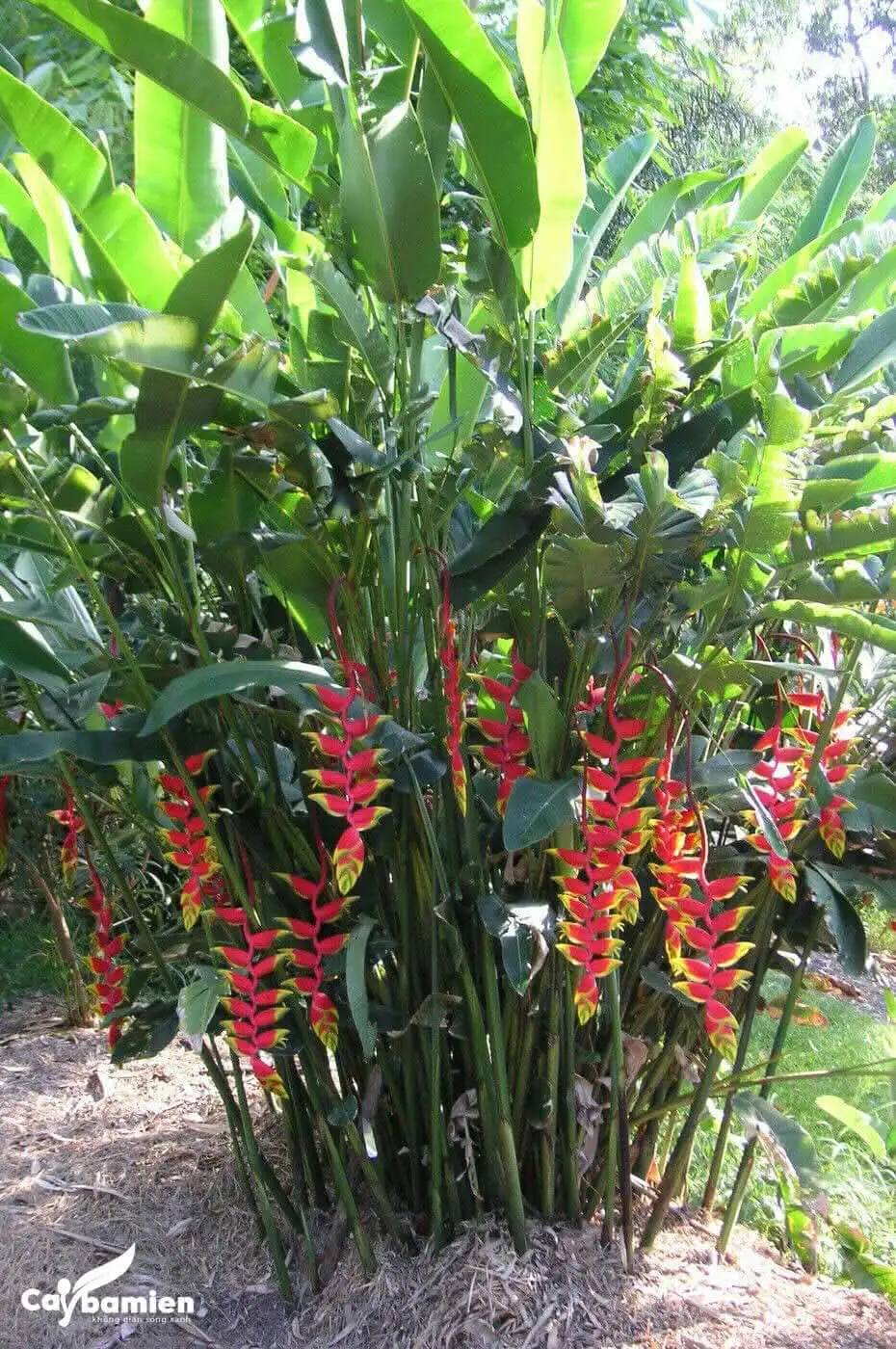 CÂY HOA CHUỐI PHÁO