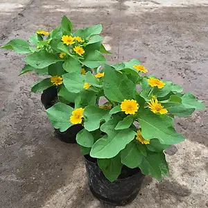 CÂY HOA CÚC NHÍ