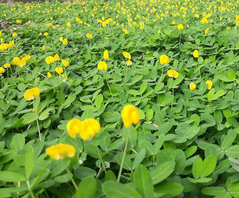 CÂY HOA ĐẬU PHỘNG