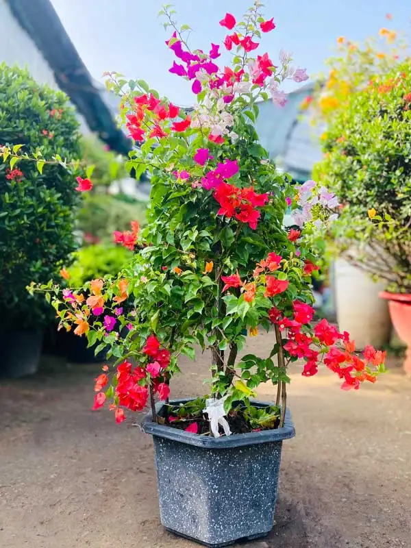 CÂY HOA GIẤY NHIỀU MÀU