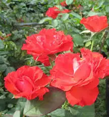 CÂY HOA HỒNG TỶ MUỘI
