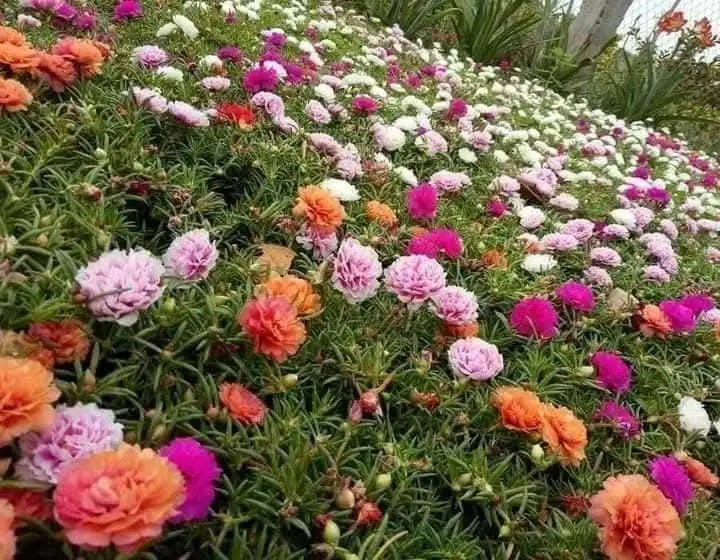 CÂY HOA MƯỜI GIỜ THÁI LAN