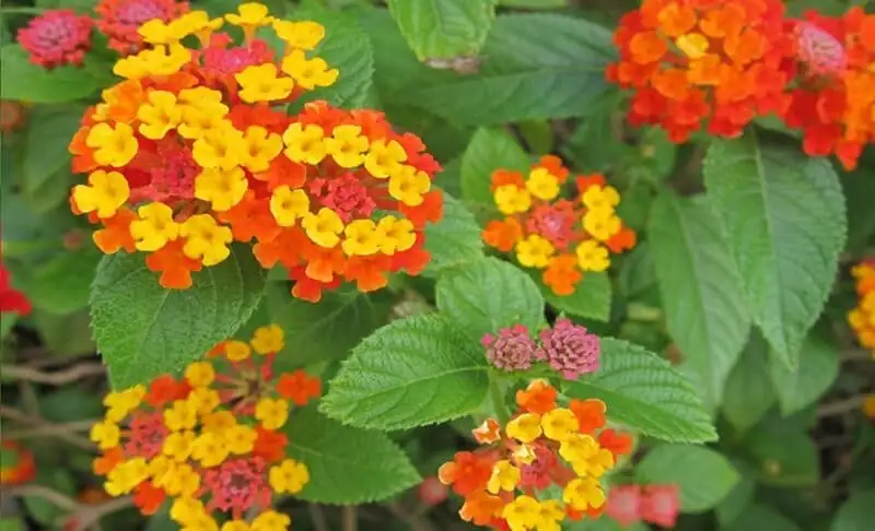 CÂY HOA NGŨ SẮC