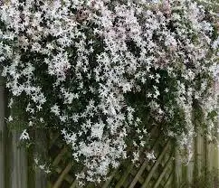 CÂY HOA NGUYỆT QUẾ LEO