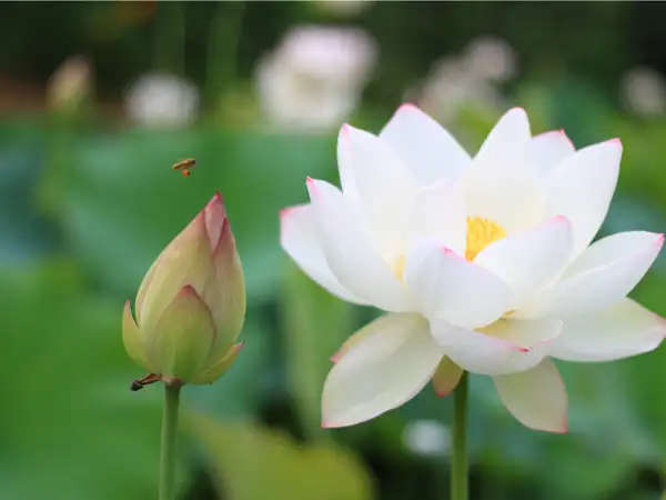 CÂY HOA SEN TRẮNG