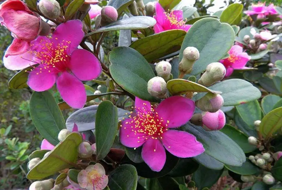 CÂY HOA SIM SIÊU HOA