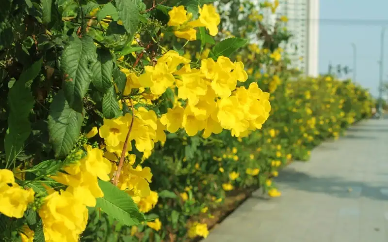 CÂY HOÀNG YẾN