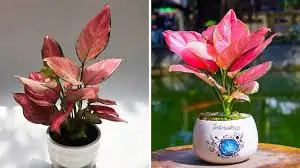 CÂY HỒNG LỘC