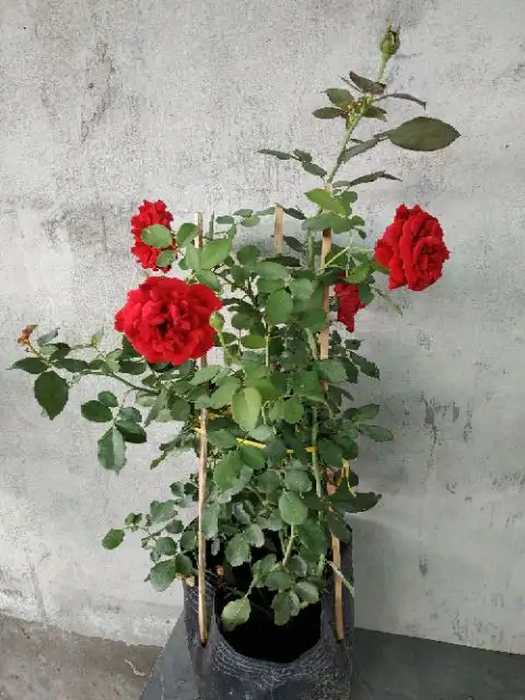 CÂY HỒNG LỬA