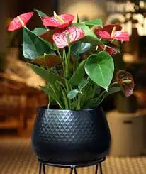 CÂY HỒNG MÔN 1