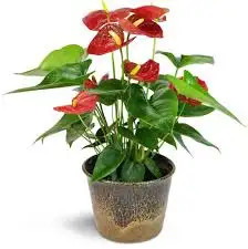 CÂY HỒNG MÔN