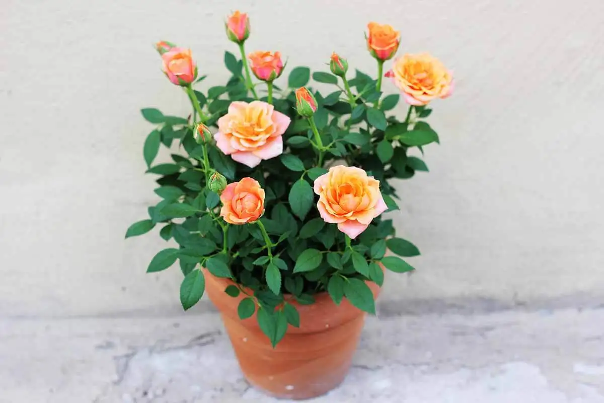 CÂY HỒNG TỶ MUỘI CAM