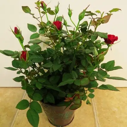 CÂY HỒNG TỶ MUỘI