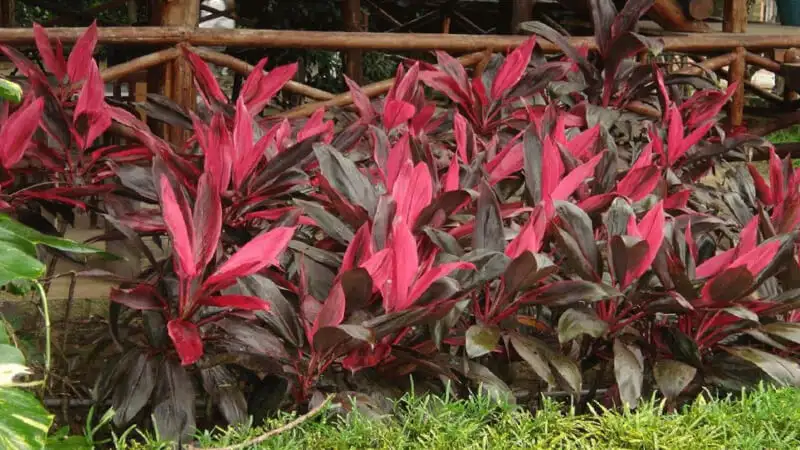 CÂY HUYẾT DỤ