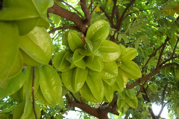 CÂY KHẾ CHUA