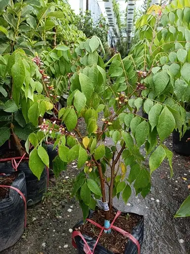 CÂY KHẾ NGỌT GIỐNG
