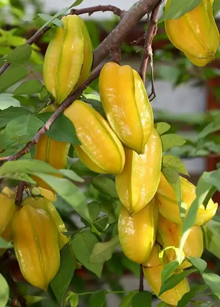 CÂY KHẾ NGỌT