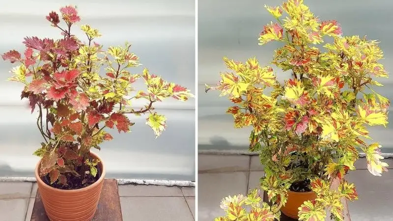 CÂY LÁ CẨM NGŨ SẮC