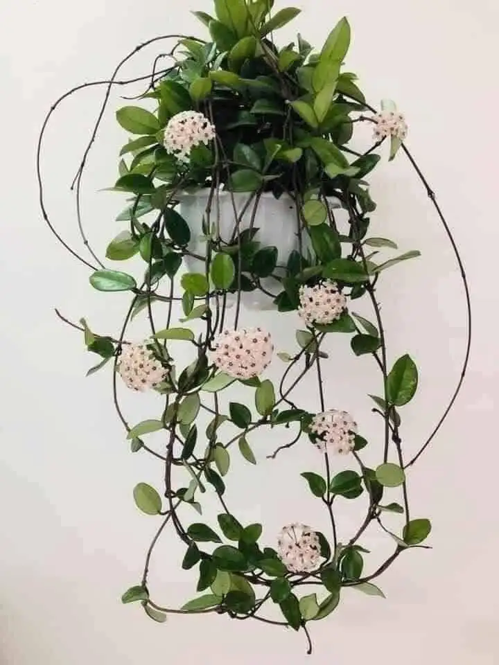 CÂY LAN CẨM CÙ