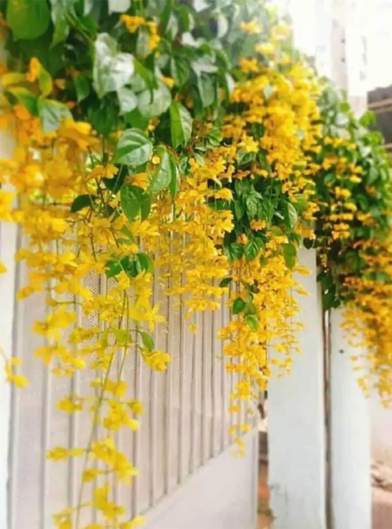 CÂY LAN HOÀNG DƯƠNG