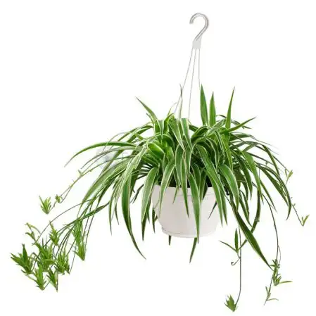 CÂY LỤC THẢO