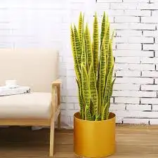 CÂY LƯỠI HỔ CAO